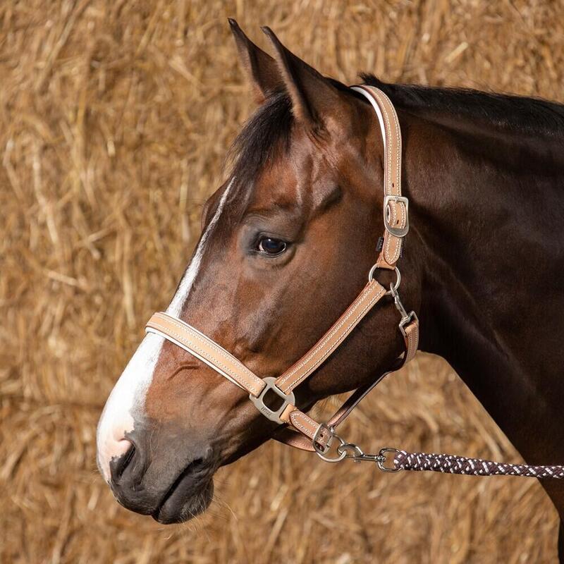 Halfter aus Leder Harry's Horse Cremello