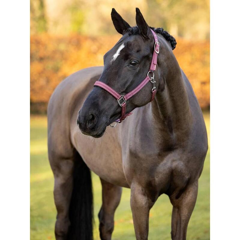 Licol pour cheval en néoprène LeMieux