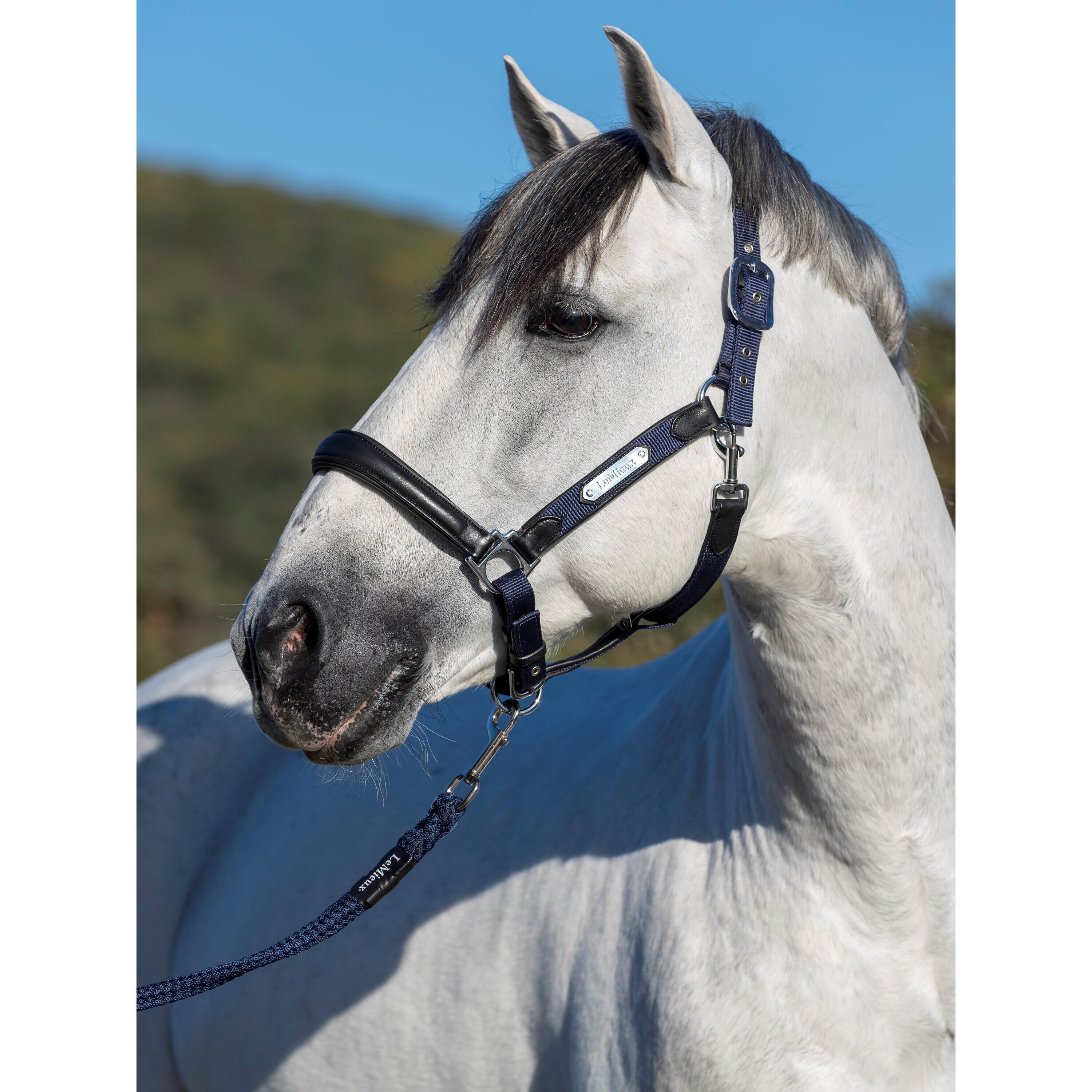 Halter for horses LeMieux Capella