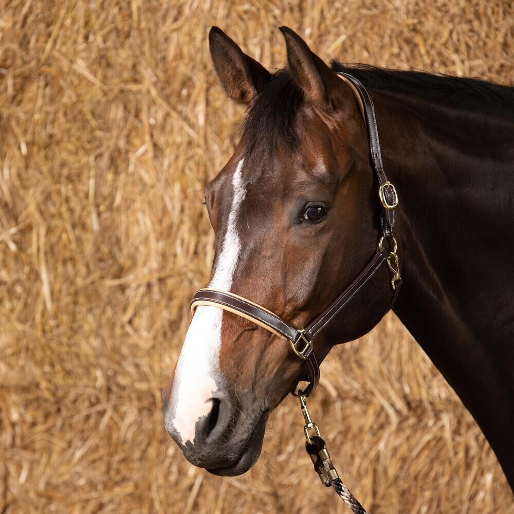 Licol pour cheval en cuir Harry's Horse Elegance 2/2