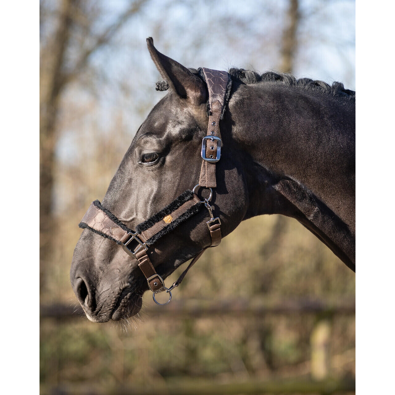 Halter for horses QHP Classy