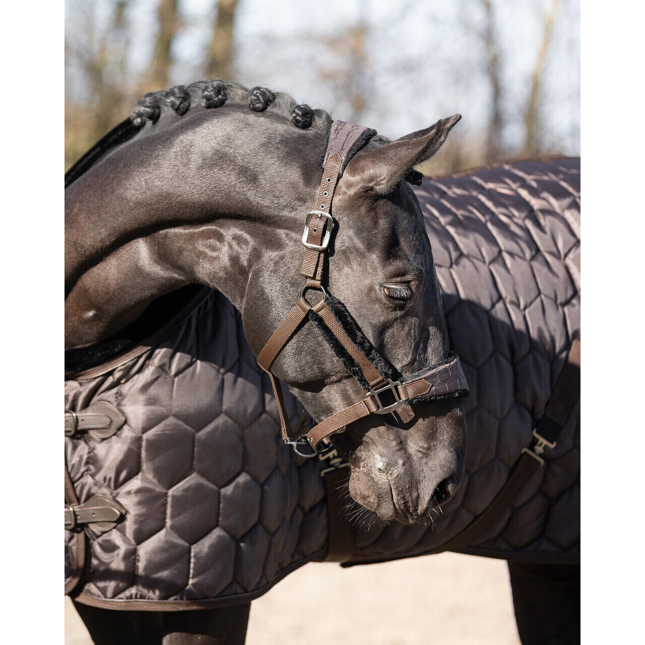 QHP Cavezza per cavallo Classy