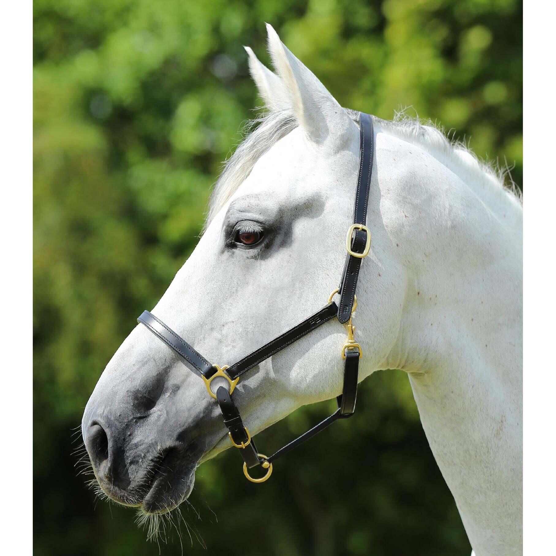 Leren halster voor paarden Premier Equine 2/4