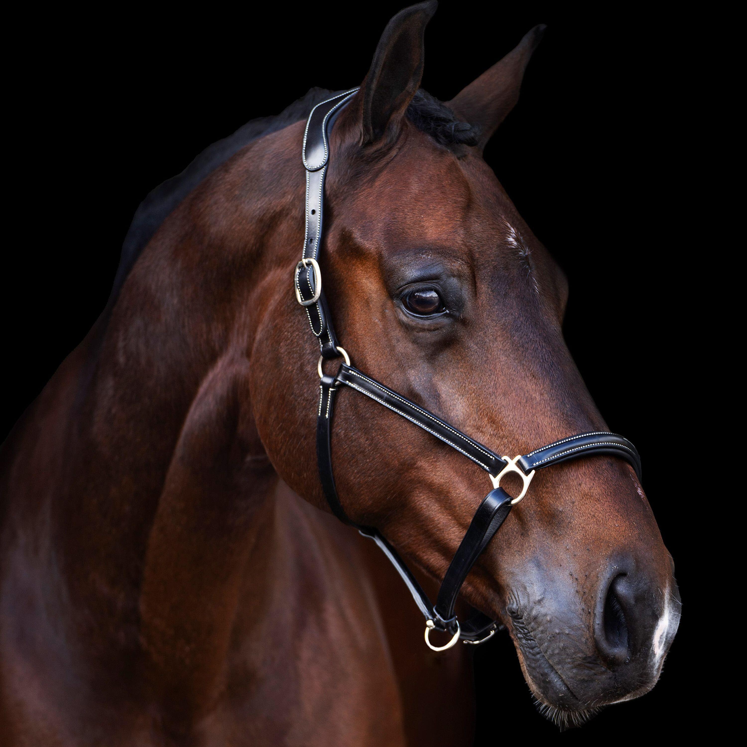 Cavezza per cavalli HV Polo Legacy 2/6