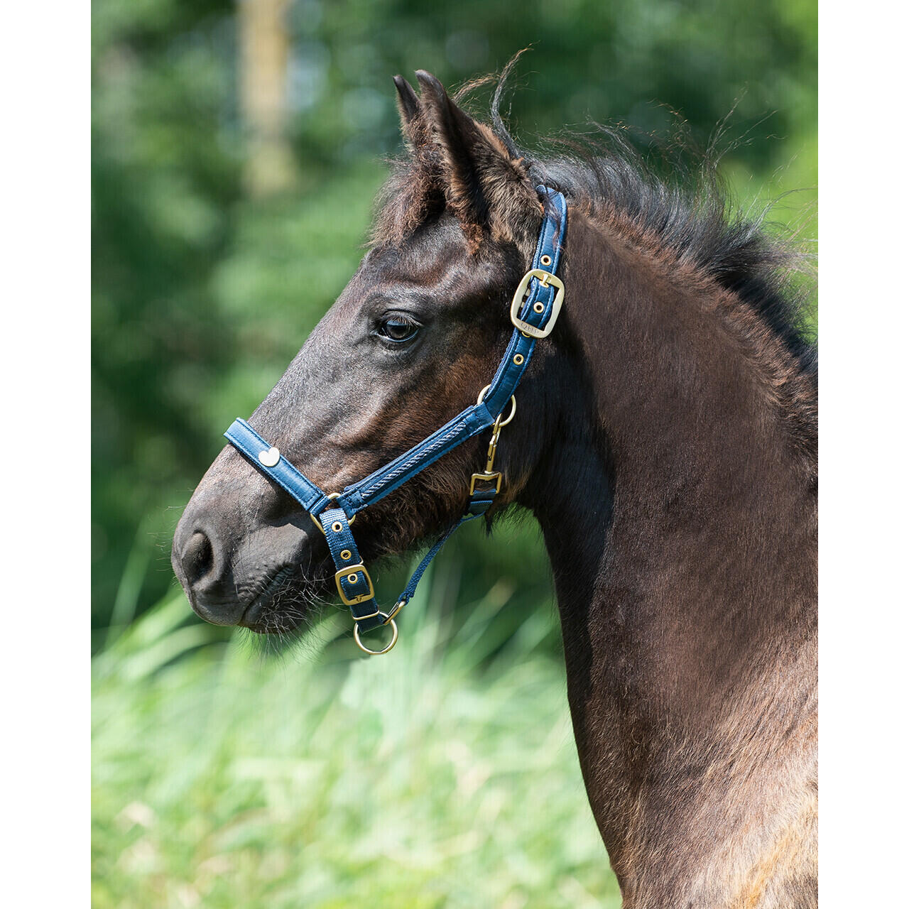 Fohlenhalfter QHP Lily 2/5