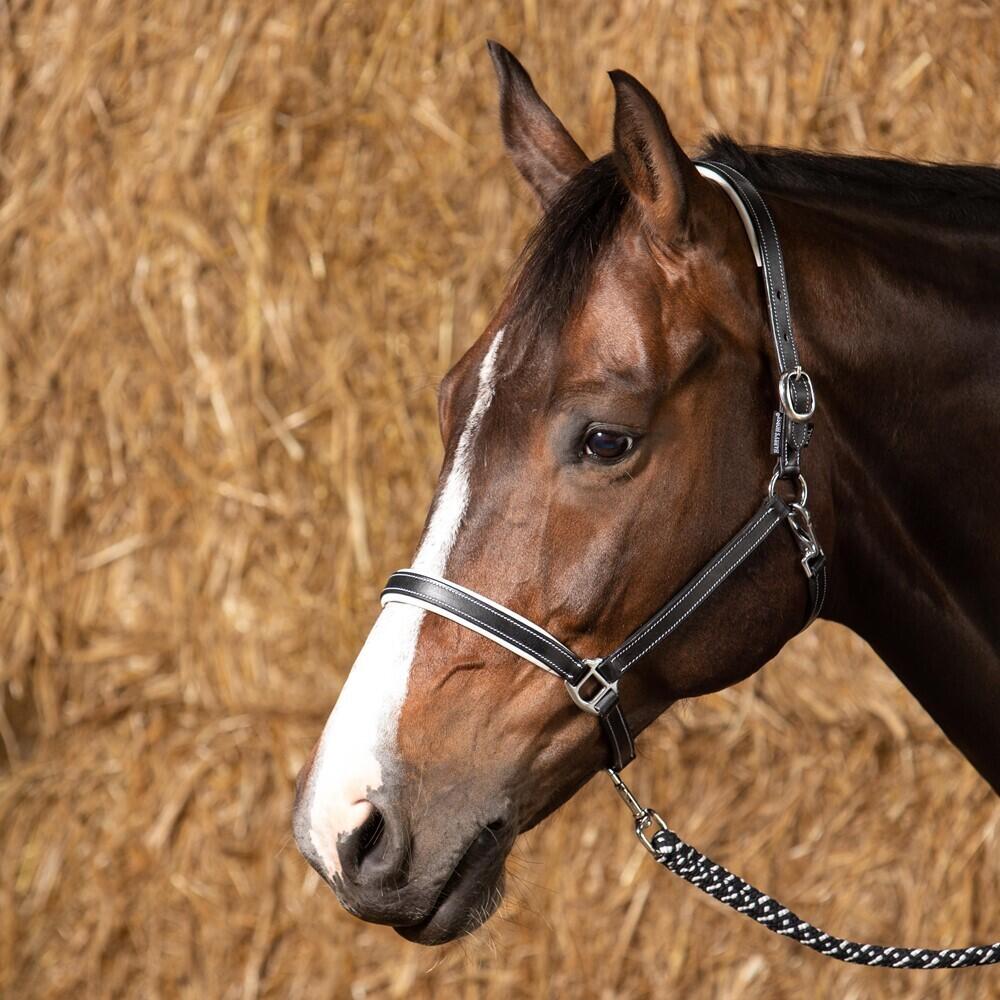 Licol pour cheval en cuir Harry's Horse Elegance 2/2