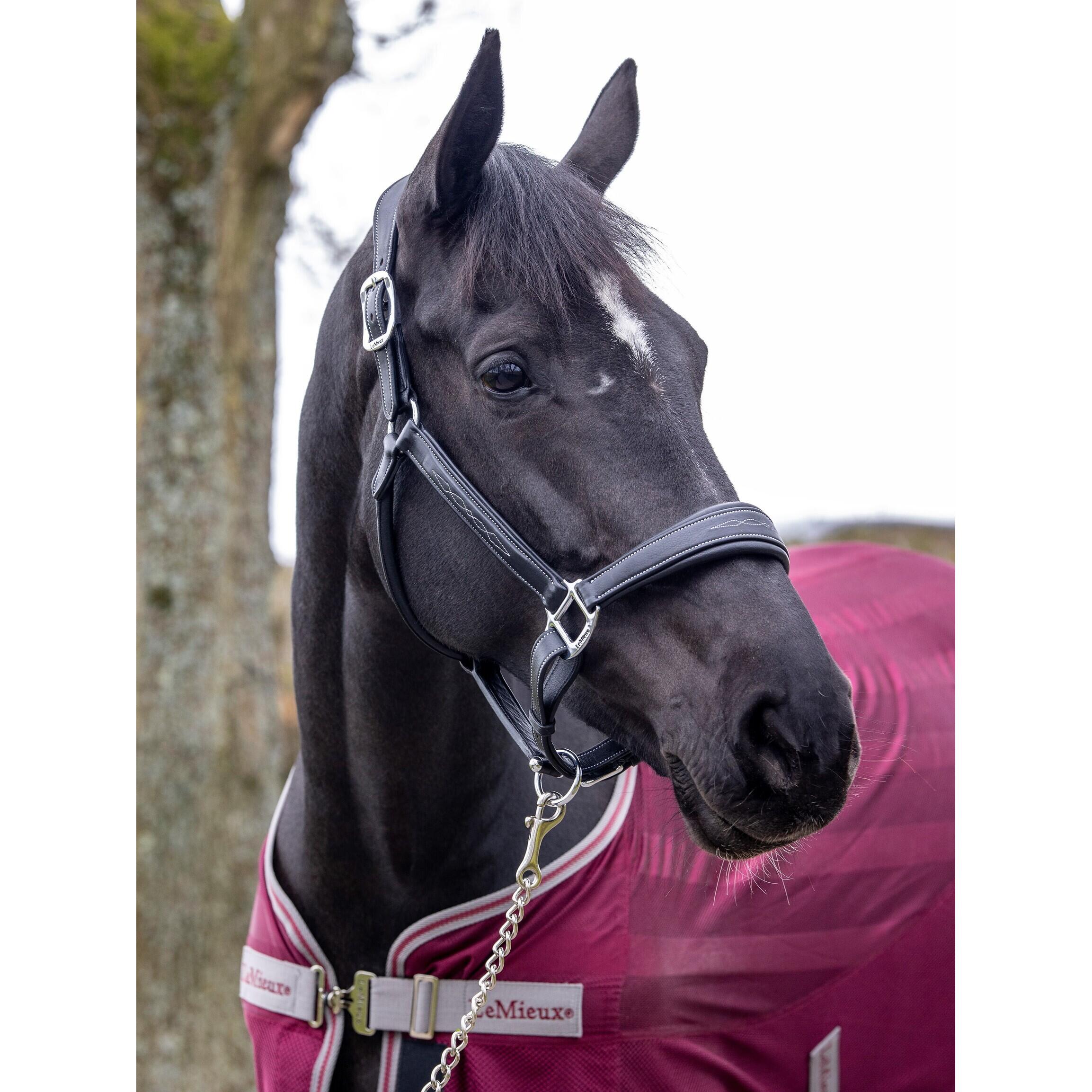 Leren halster voor paarden LeMieux Stitched Comfort 3/3