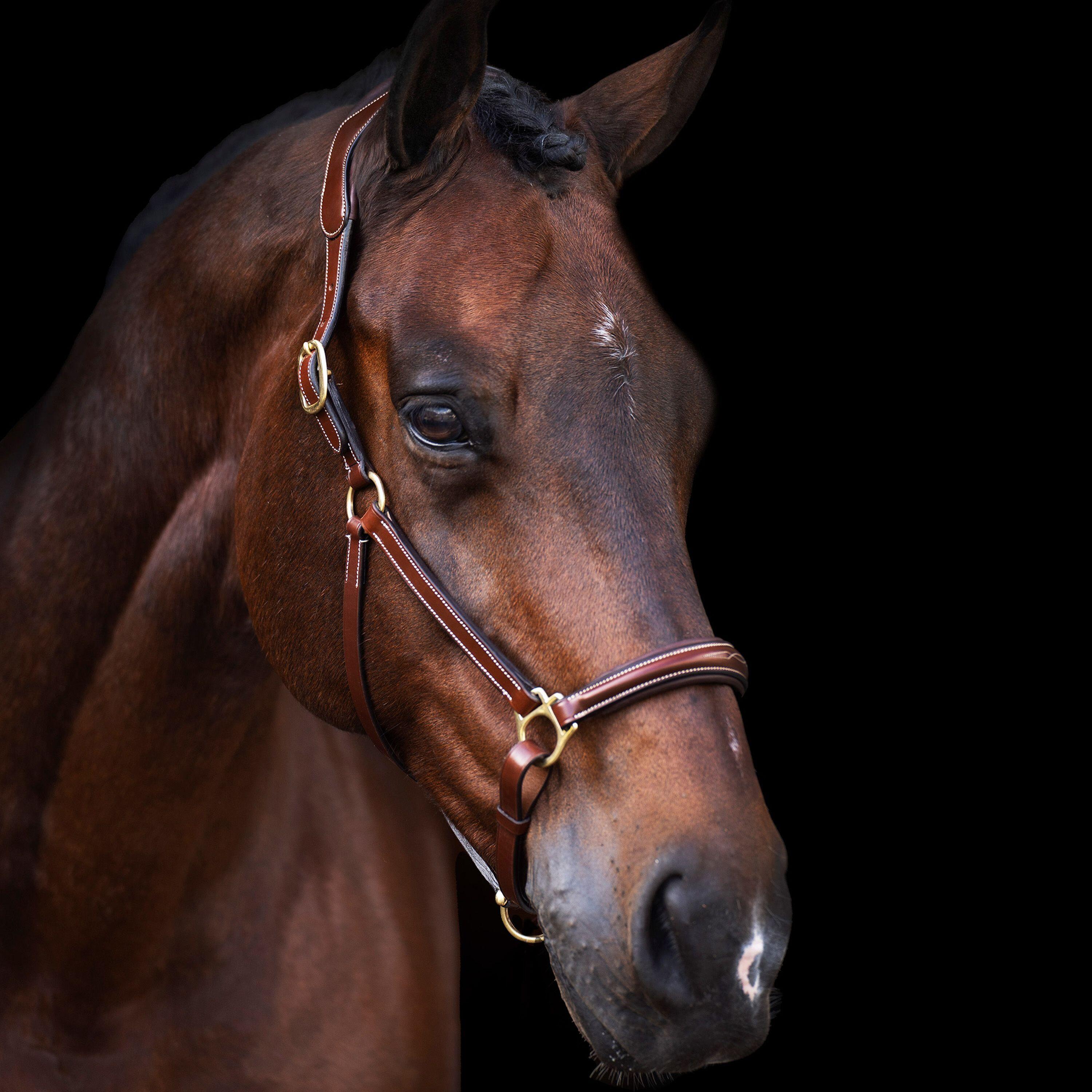 Cabezada Cuadra para caballos HV Polo Legacy 2/5