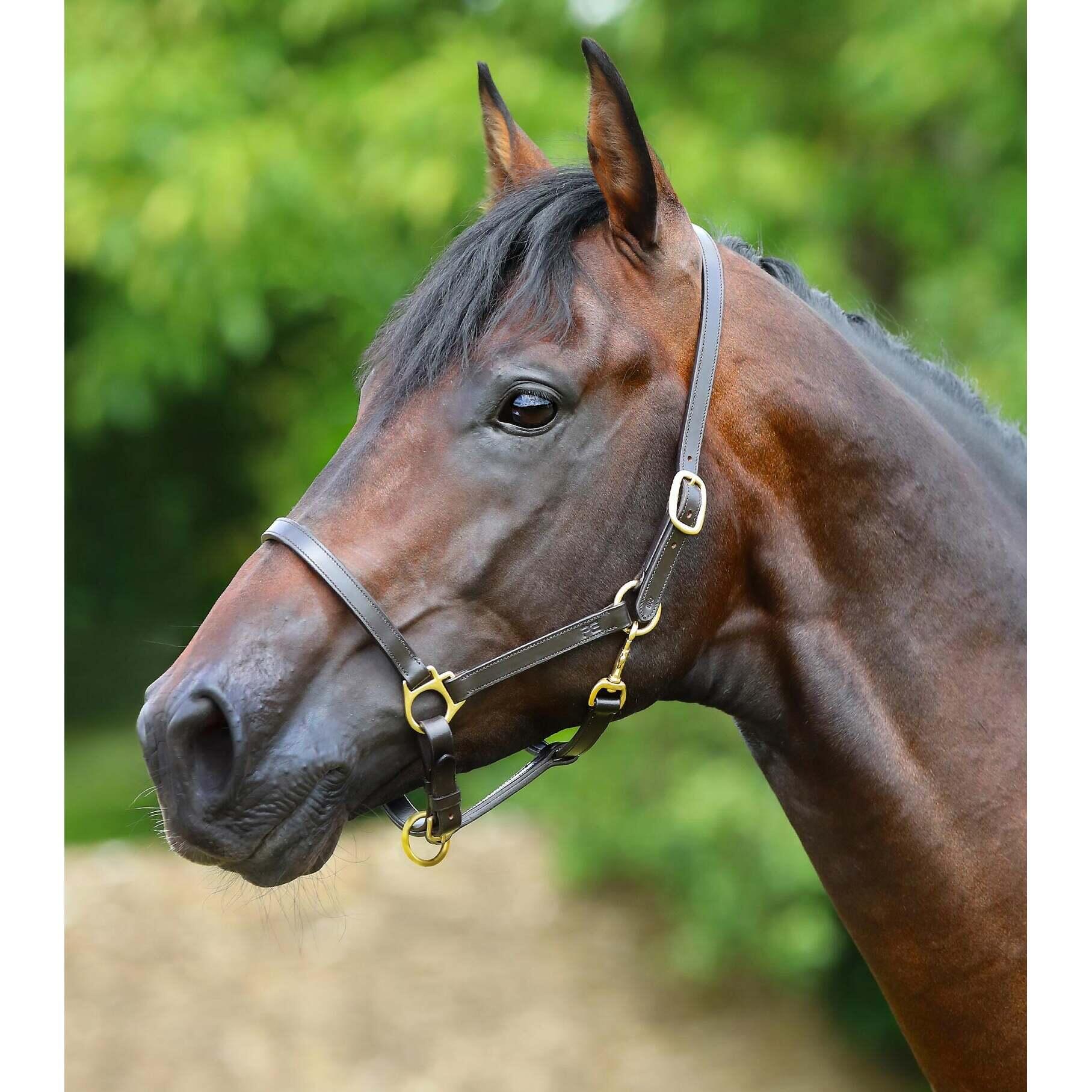 Licol pour cheval en cuir Premier Equine 2/4