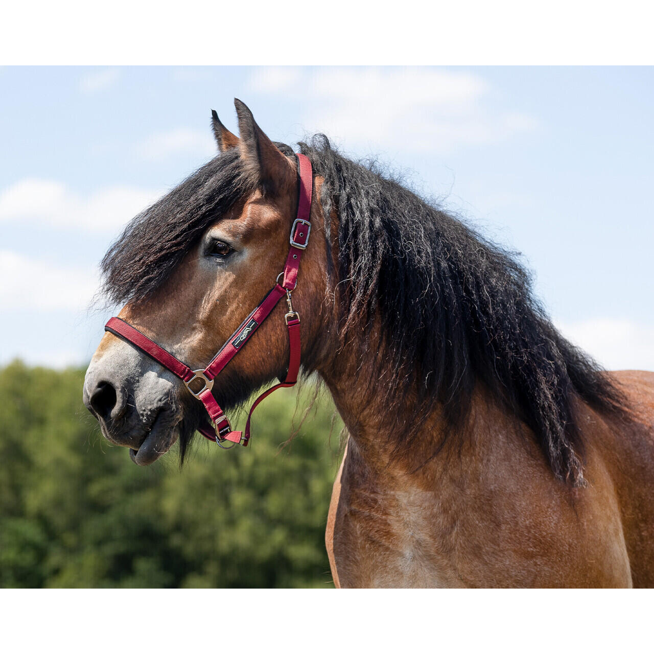 Halster voor trekpaard QHP Deluxe 2/3