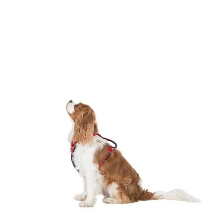 Trespass MINI TANKED - Hundegeschirr