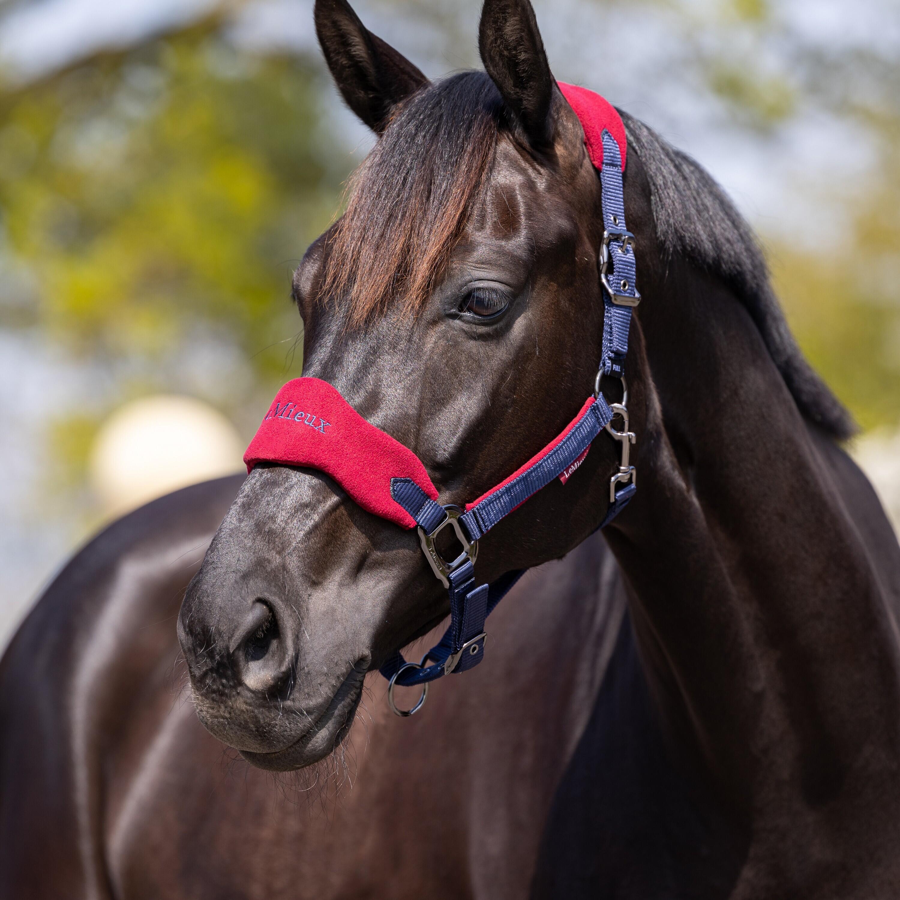 Halter and lead rope set LeMieux Vogue