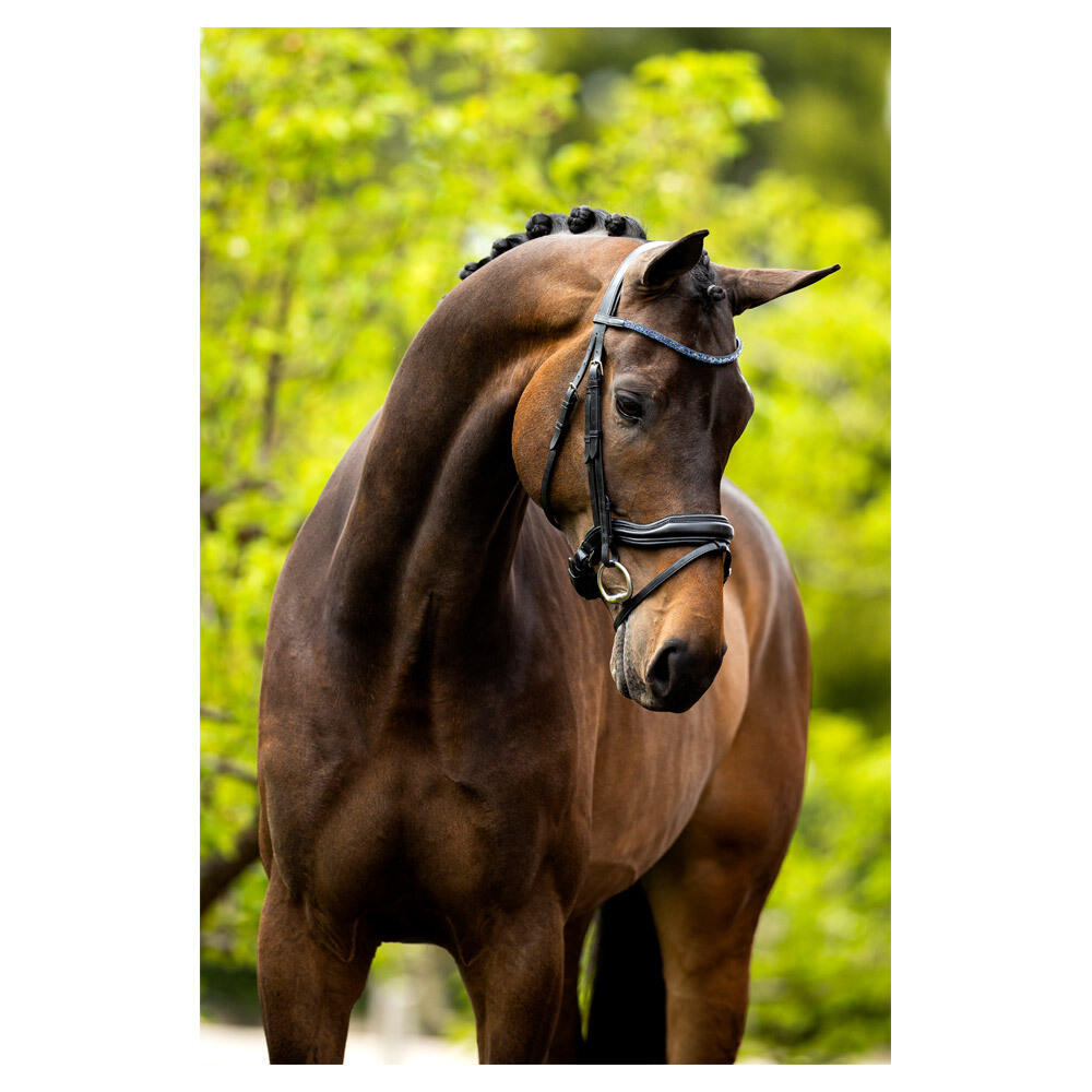 Bridons équitation anatomique BR Equitation Newcastle 2/4