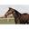 Couverture d'exterieur all weather choco 130-6'0 160 g