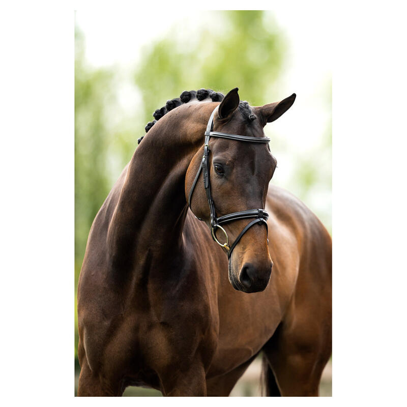 Bridons équitation anatomique BR Equitation Kendal