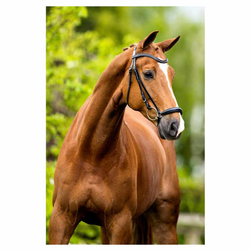 Zaumzeug Reiten BR Equitation Hereford