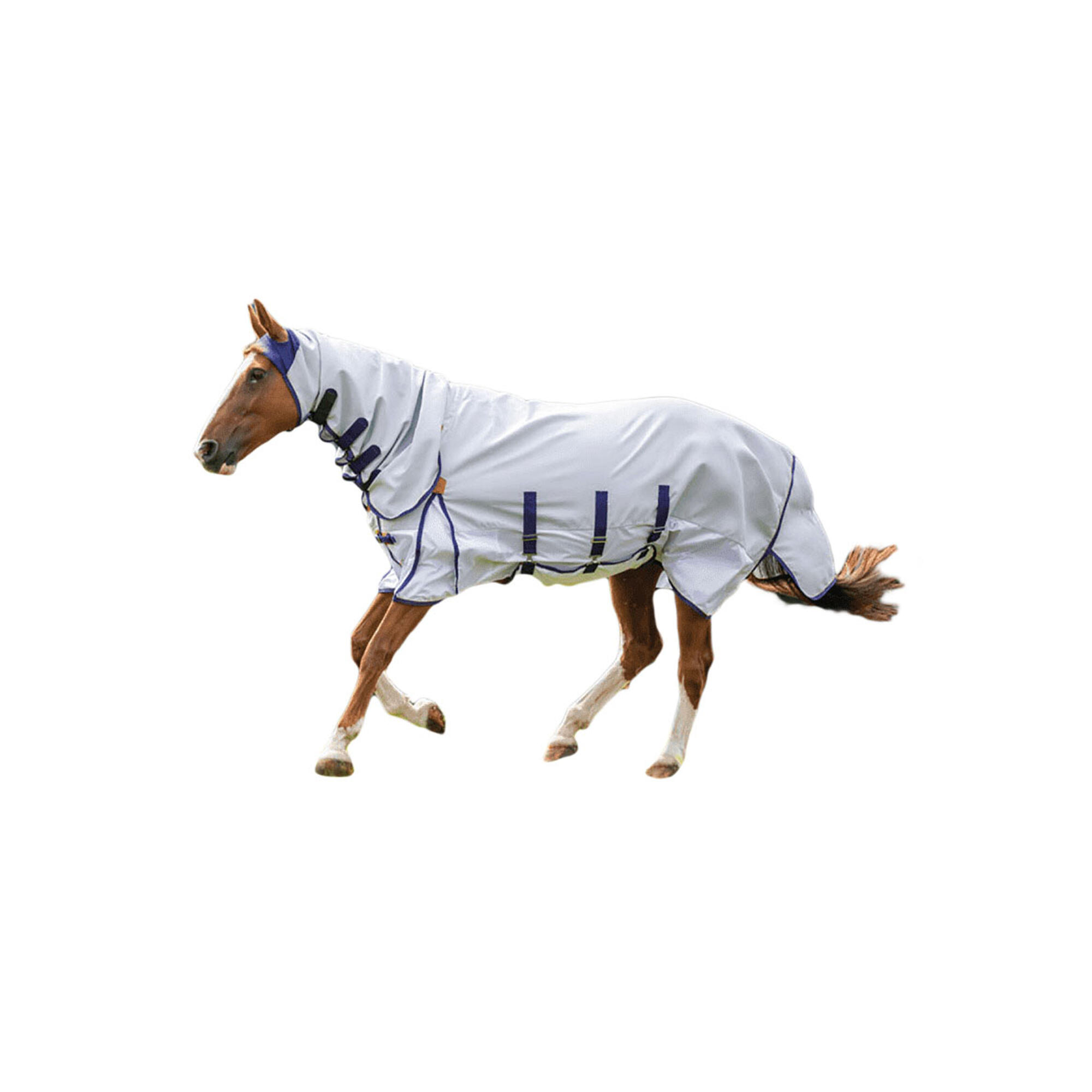 SHIRES picture