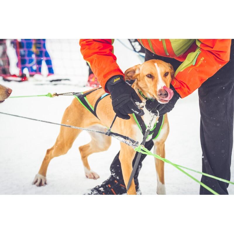 Inlandsis - Collier Semi-étrangleur Pour Chien Névé Sc – Inlandsis - Collier - Noir|vert - Taille Unique - Decathlon
