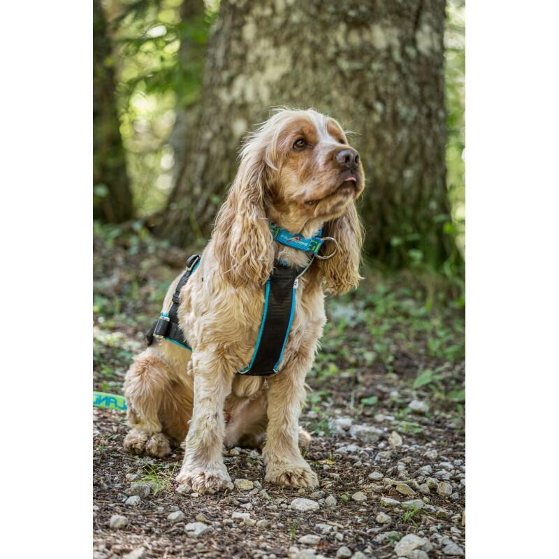 Inlandsis - Collier Semi-étrangleur Pour Chien Névé Sc – Inlandsis - Collier - Bleu|vert - Taille Unique - Decathlon