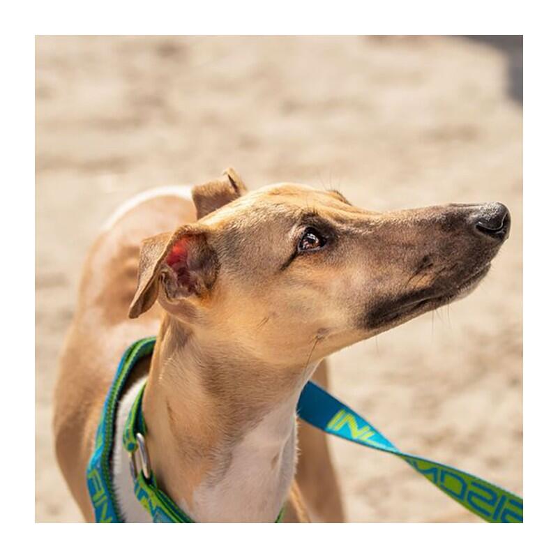 Inlandsis - Collier Semi-étrangleur Pour Chien Névé Sc – Inlandsis - Collier - Bleu|vert - Taille Unique - Decathlon