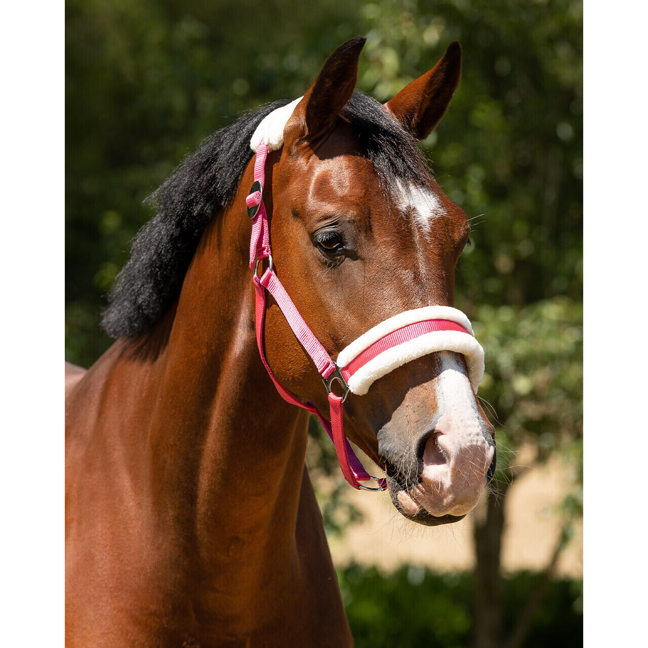 Licol pour cheval Q-essentials Cali 2/3