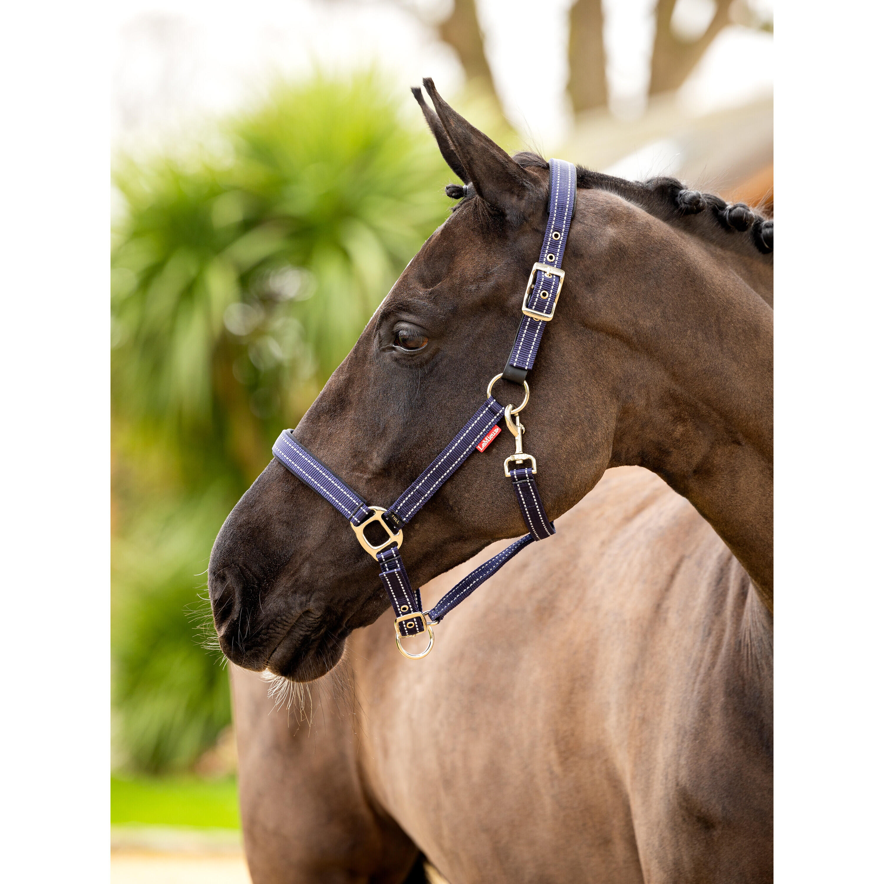 Licol pour cheval cuir LeMieux Essential Yard 2/7