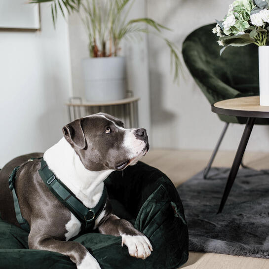 Green Kentucky Honden Harnas Active Velvet 2/4