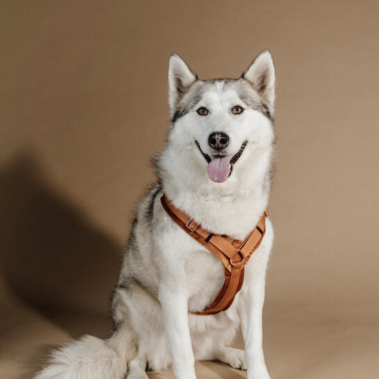 Aktives Hundegeschirr Kentucky Velvet 3/5