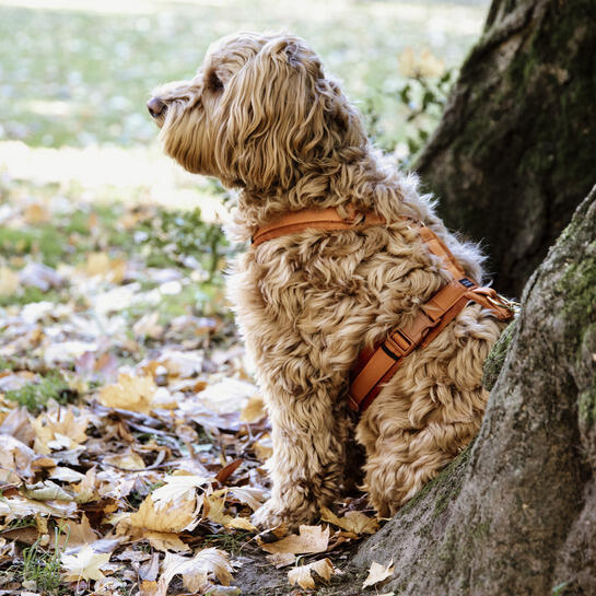 Aktives Hundegeschirr Kentucky Velvet 4/5