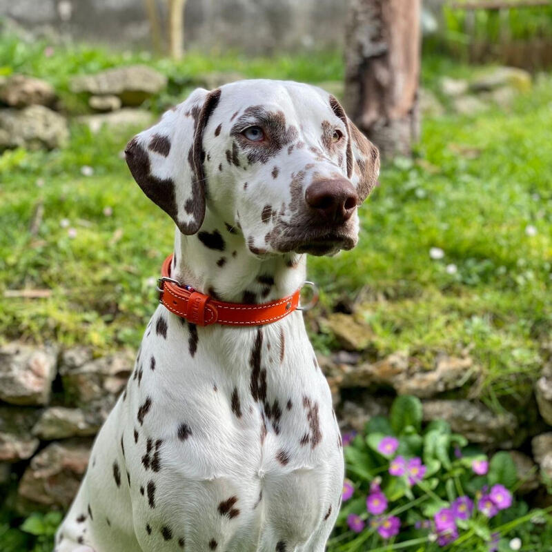 Collier double épaisseur cuir pour chien Martin Sellier 35/75