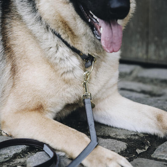 Collier pour chien Kentucky Loop