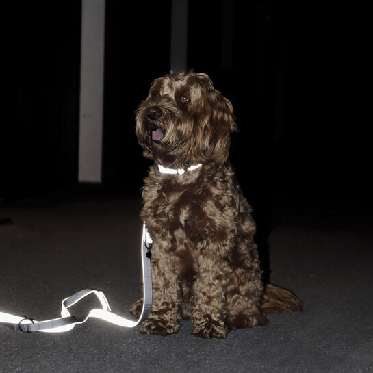 Collier pour chien réflechissant Kentucky