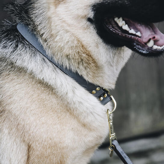 Collier pour chien Kentucky Loop