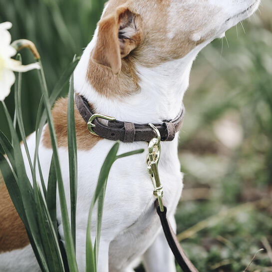 Collier pour chien Kentucky Velvet 3/5