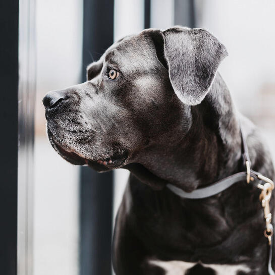 Collier pour chien Kentucky Loop