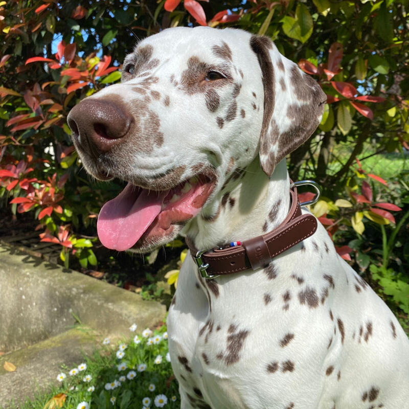 Halsband van rundleer met dubbele laag voor honden Martin Sellier 35/75