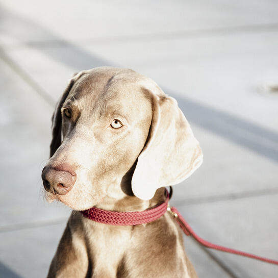Collier pour chien en Nylon tressé - Kentucky