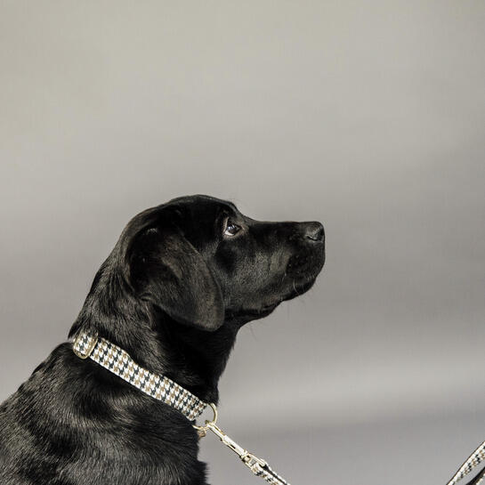 Collier pour chien pied de poule Kentucky 2/4