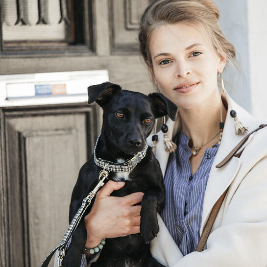 Collier pour chien pied de poule Kentucky