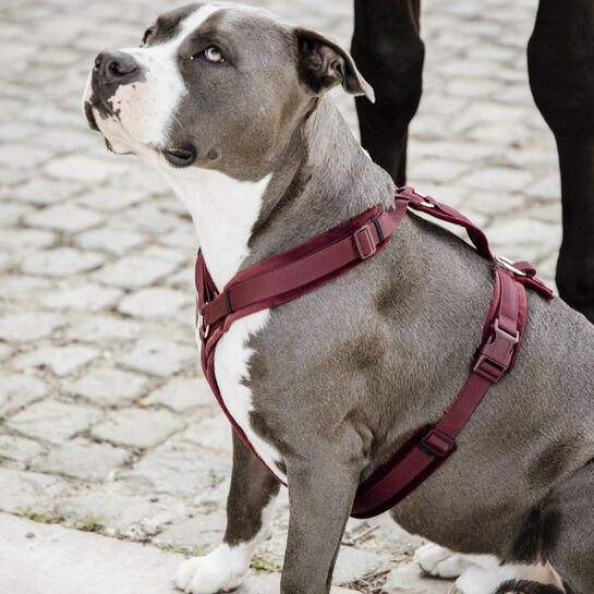 Arnés para perro activo Kentucky Velvet 3/4
