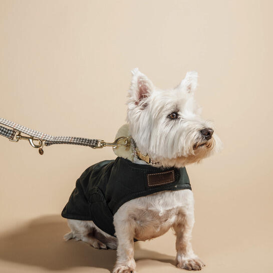 Collier pour chien pied de poule Kentucky 4/4
