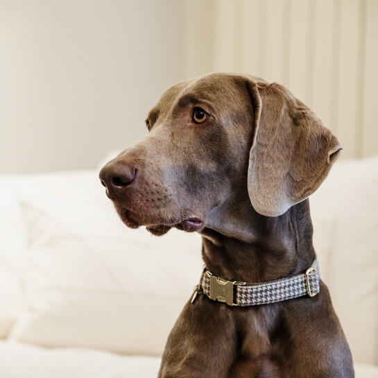 Collier pour chien pied de poule Kentucky 2/4