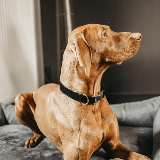 Hundehalsband Kentucky Corduroy 2/3