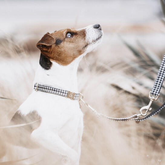 Collier pour chien pied de poule Kentucky 2/3