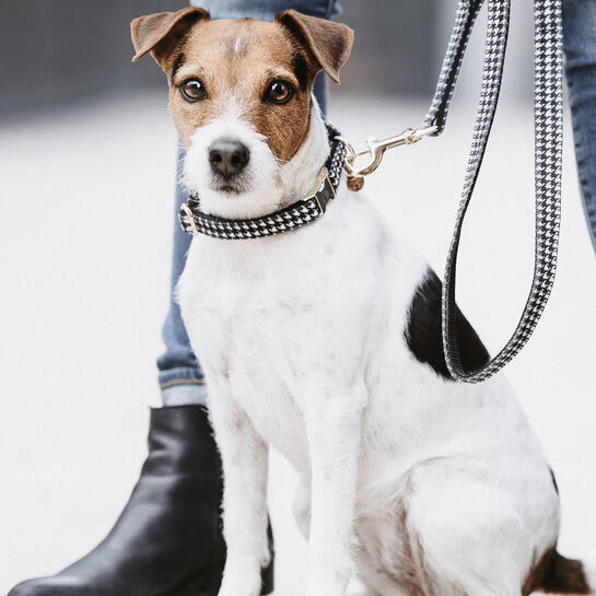 Collier pour chien pied de poule Kentucky 3/3