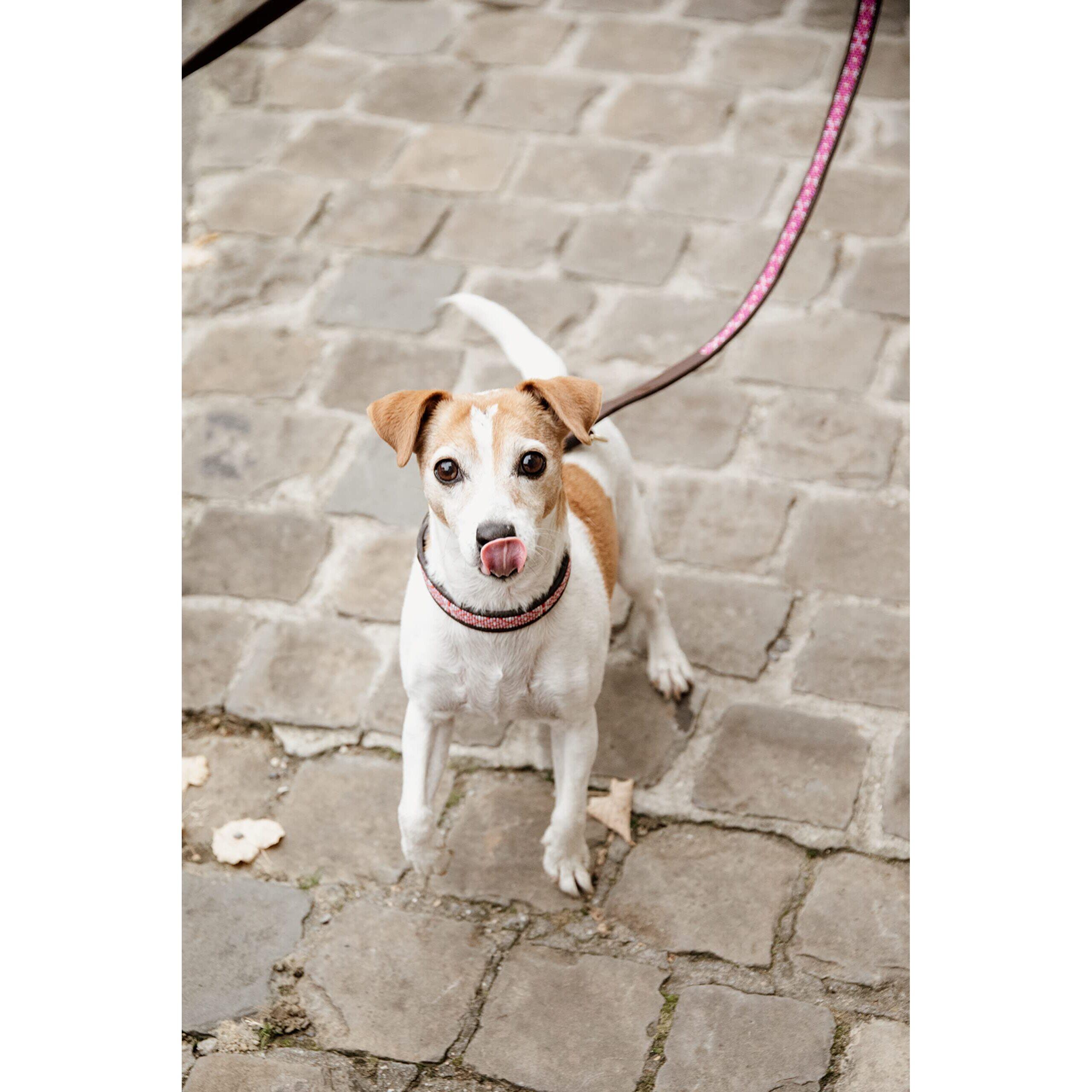 Guinzaglio per cani con perline Kentucky fatte a mano 250 cm