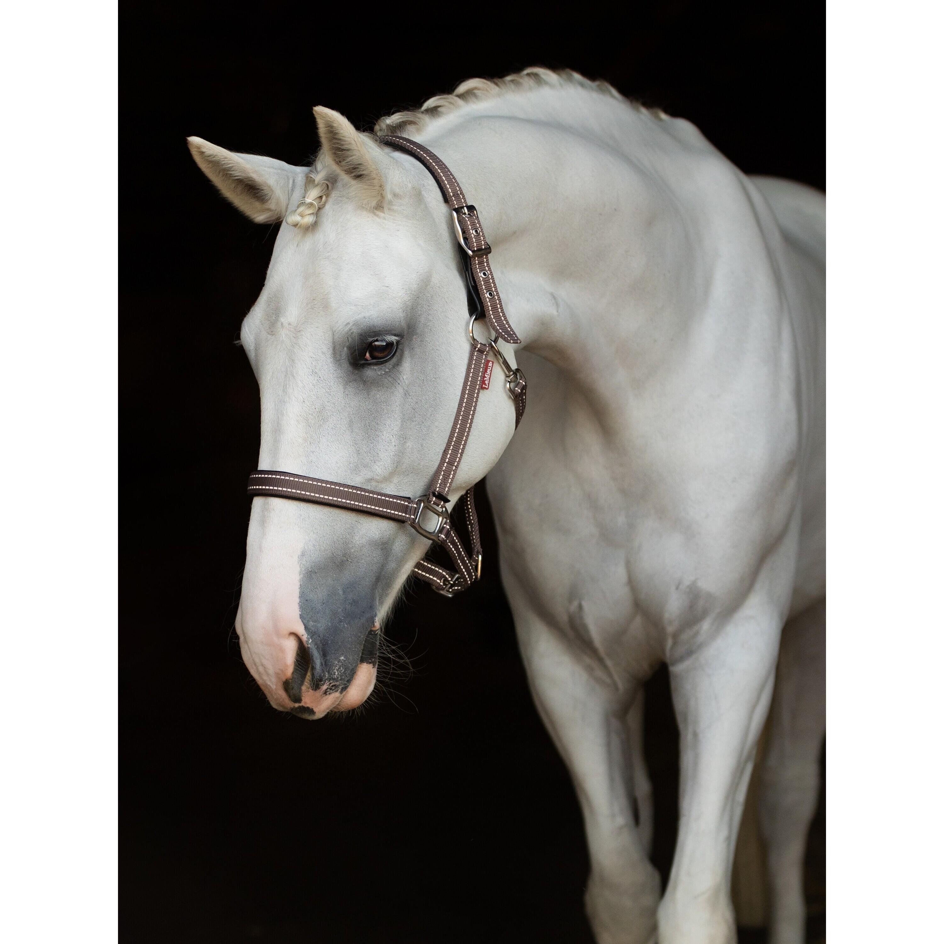 Leren halster voor paarden LeMieux Essential Yard 2/7