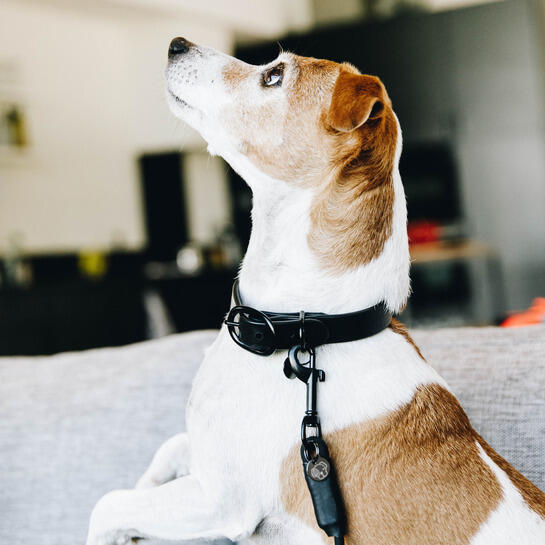 Collier pour chien caoutchouc Kentucky 2/5