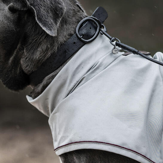Collier pour chien caoutchouc Kentucky 3/5