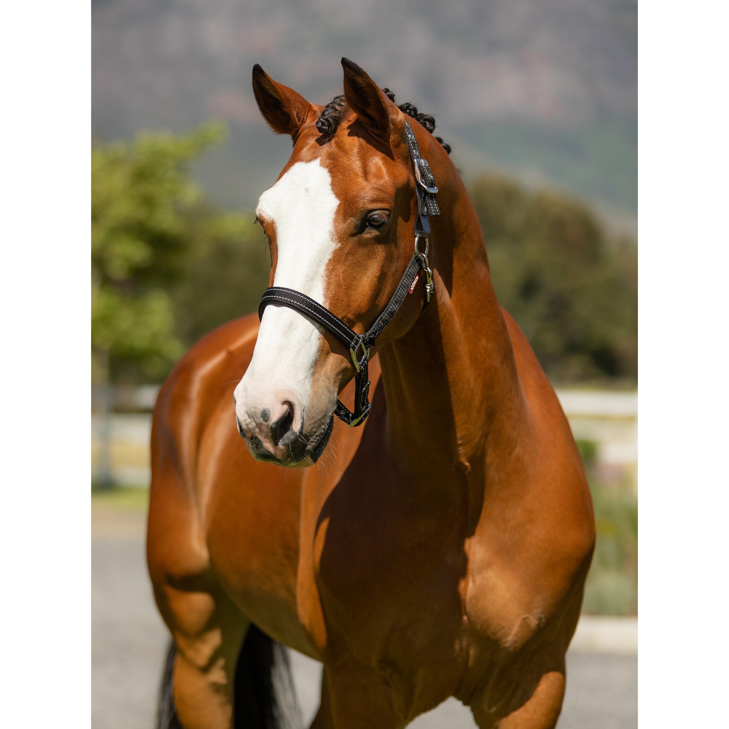 Leren halster voor paarden LeMieux Essential Yard 3/7